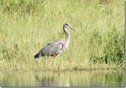 Heron in the grass