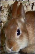 brown bunny  closeup