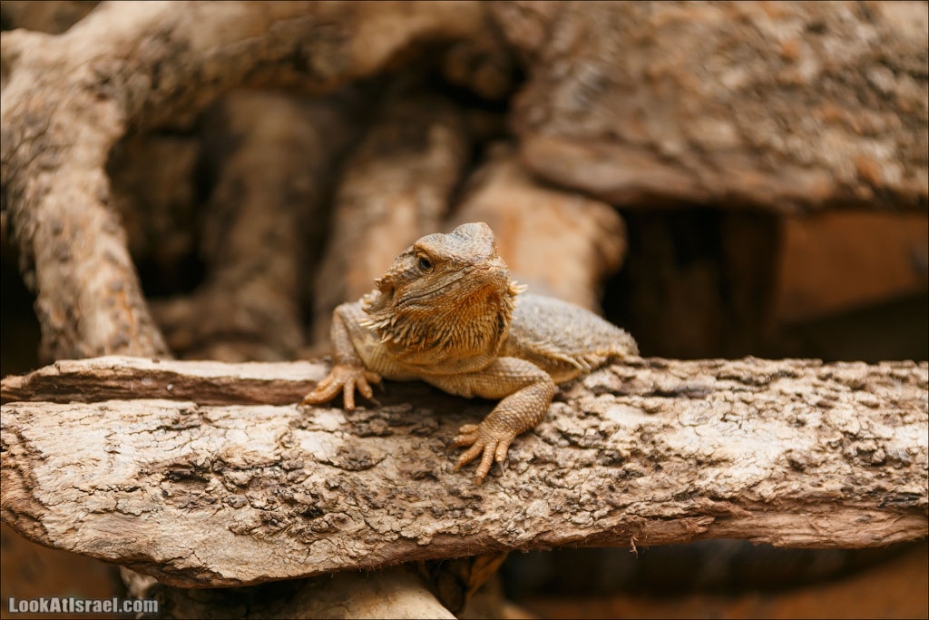 Ган Гуру - парк с кенгуру и другими австралийскими животными | Gan Guru | גן גורו | LookAtIsrael.com - Фото путешествия по Израилю