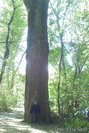 M in front of a giant cottonwood tree