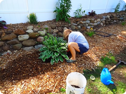 Marsha planting