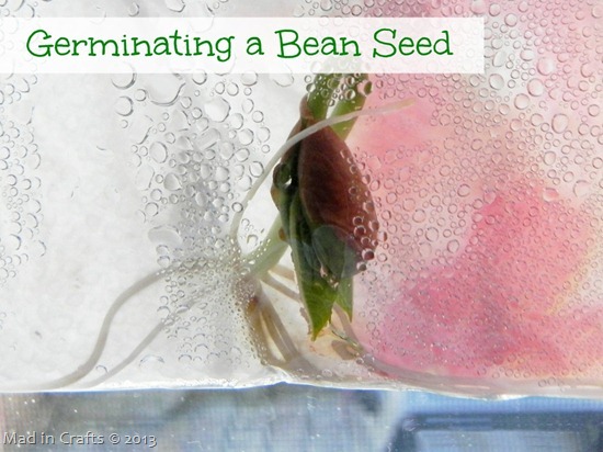 germinating-a-bean-seed-in-a-plastic