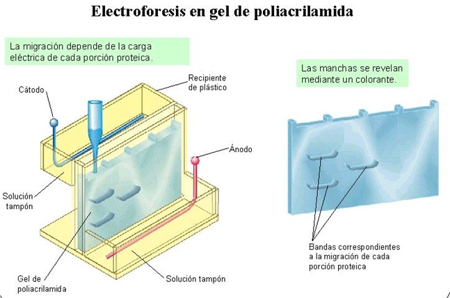electroforesis