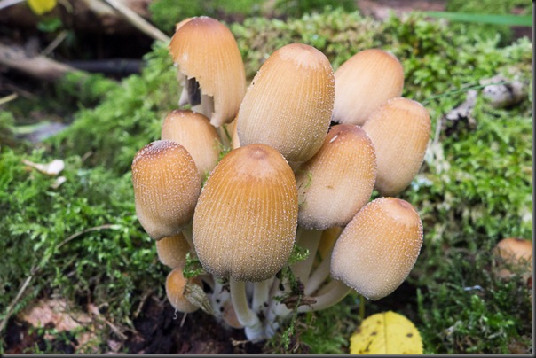 Glistening Inkcap