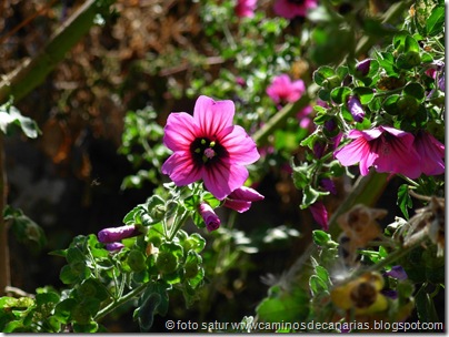 0614 Tamadaba-Berrazales(Malva arbórea) 0614 Tamadaba-Berrazales(Malva arbórea)