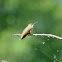 rufous hummingbird(fe)