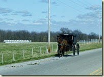 Amish Buggy (3) Amish Buggy (3)