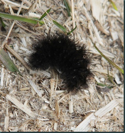 19-caterpillar