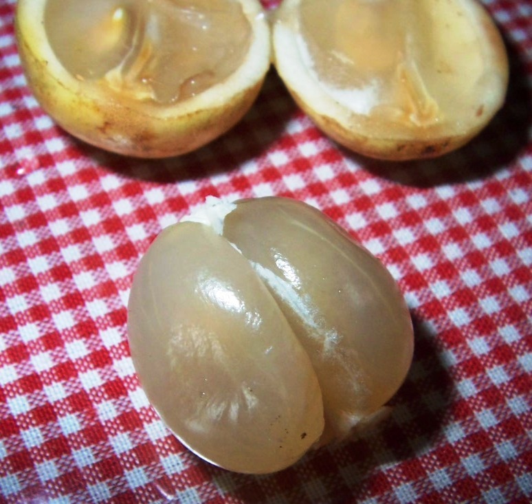 [Baccaurea%2520dulcis3%255B3%255D.jpg]