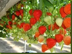strawberry_fields_lovely_Funzug.org_03 (1)