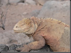 Iguana smug