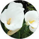 White Lilys profile picture