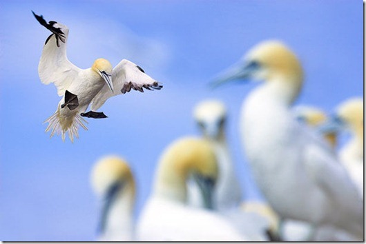 ben-hall-gannet-in-flight