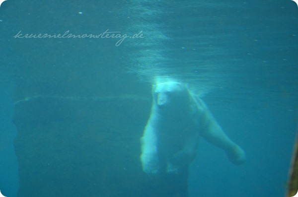Wremen 20zwölf Tag 6 Zoo am Meer - Eisbär UW (2)