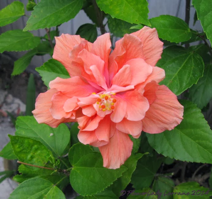 [02-27-hibiscus%255B5%255D.jpg]
