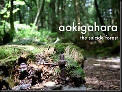 01 aokigahara