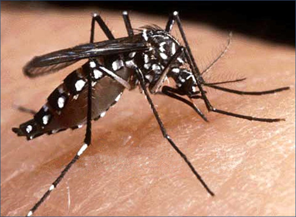 [mosquito_dengue%255B5%255D.jpg]