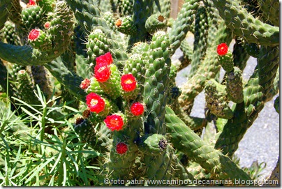1277 Artenara-Acusa(Cactus de Méjico) 1277 Artenara-Acusa(Cactus de Méjico)
