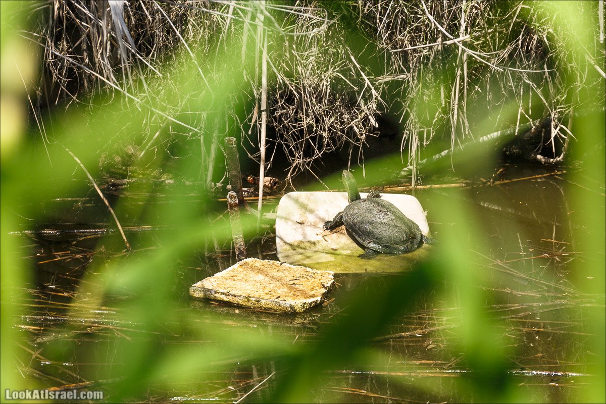 Песах в Долине Родников | Passover in Springs Valley| פסח בעמק המעיינות | LookAtIsrael.com - Фото путешествия по Израилю