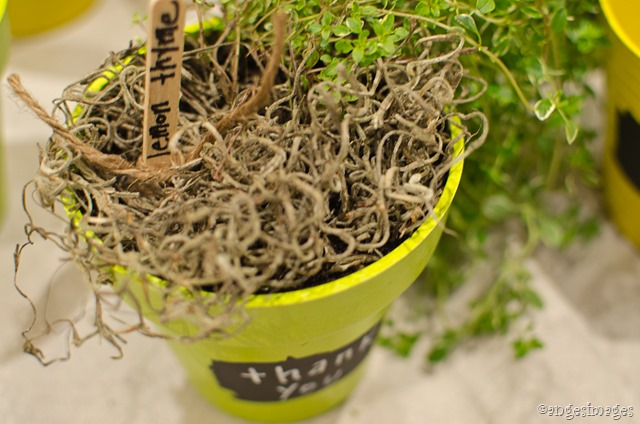 DIY Herb Plant Thank-You Gift | personallyandrea.com