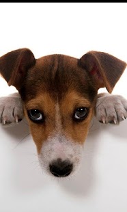 Best Dogs Wallpapers Screenshots 2