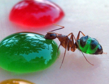 translucent-ants-1