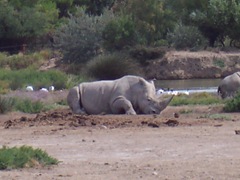 2005.08.28-006 rhinocéros blancs