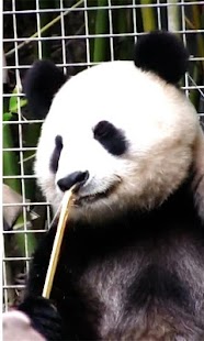 Download Panda Live wallpaper APK for Android