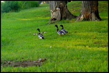 3-ducks