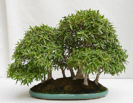 40_fotos_bonsai_html_4386f161