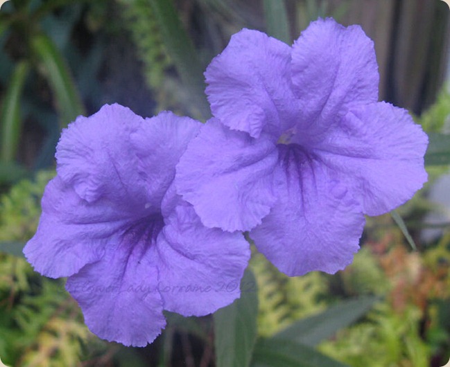 08-03-phil-violets