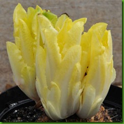 Chicory di Bruxelle