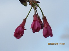 IMG_7601
