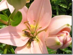 včely na květech 036