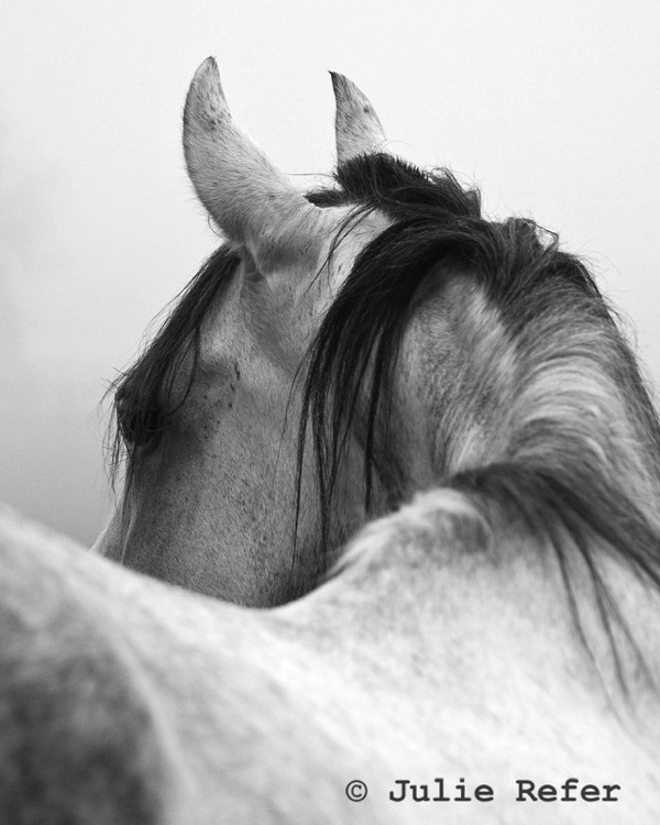 Julie Refer Equine Photography