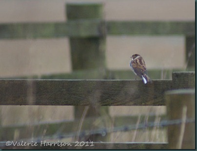 42-reed-bunting-male