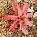 Starfish plant