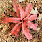 Starfish plant