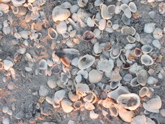 Florida Sanibel seashells piled up on beach1