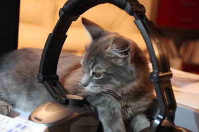 The Gamer Cat is resting after playing with Perpetuum Online