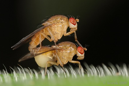 [fruit-fly-mating%255B3%255D.jpg]