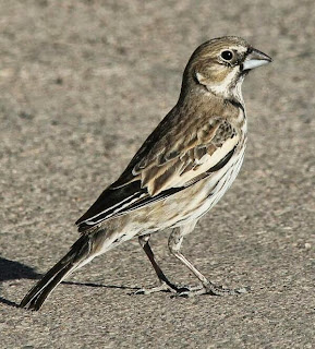 Suara burung lark bunting suara burung
