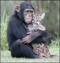 chimpanze abraça leopardo