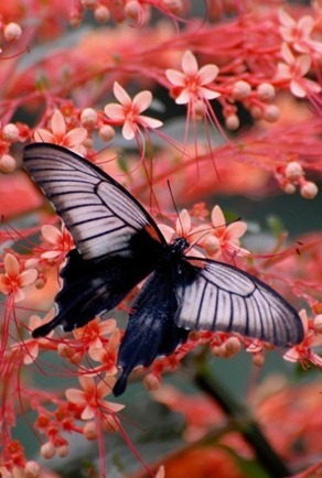 butterfly