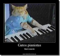 gato pianista blogdeimagenes (26)