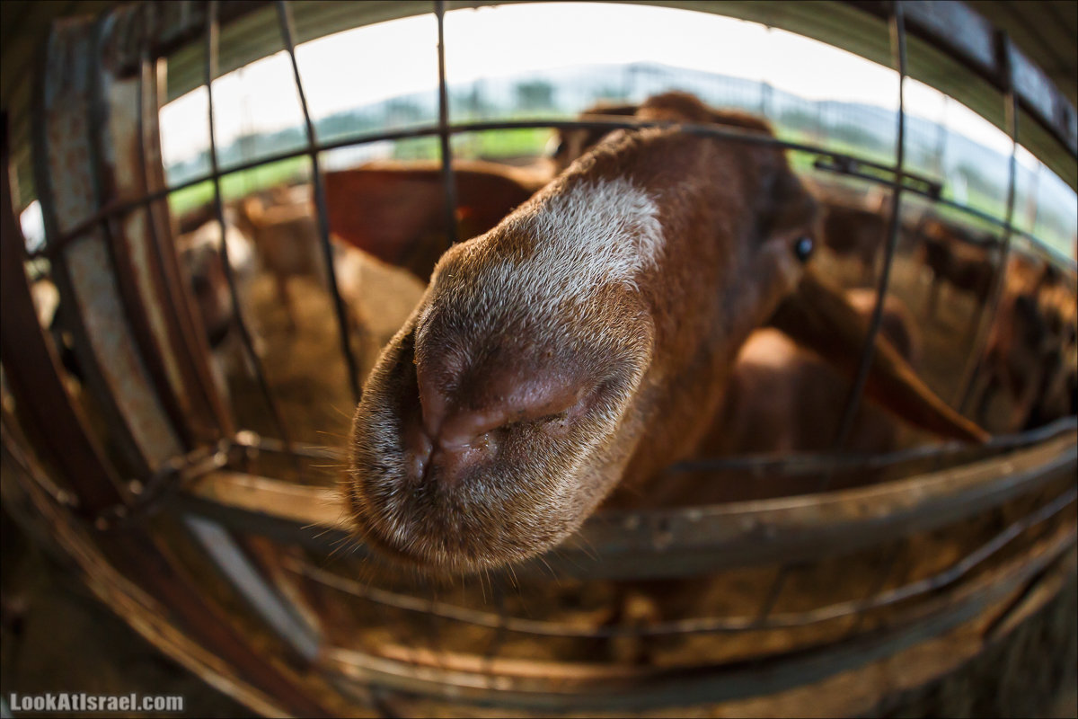 Менахемия - Козья Ферма Аз Из и медицинский музей Бейт ха-Рофе | Menahemia - As Is farm and medical museum | LookAtIsrael.com - Фото путешествия по Израилю | מנחמיה - חוות עז עיז ובית הרופא
