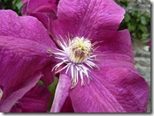 portmore clematis