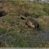 Murmeltier, Grimselpass