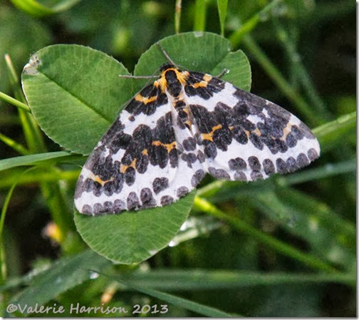 10-magpie-moth