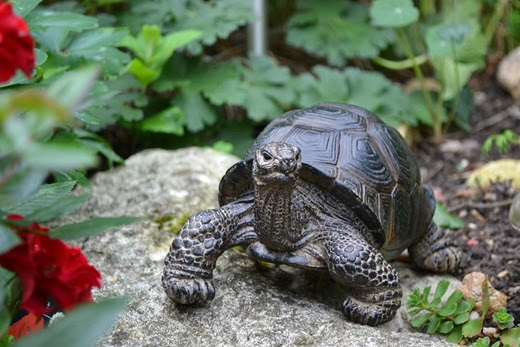 Pet statue tortoise